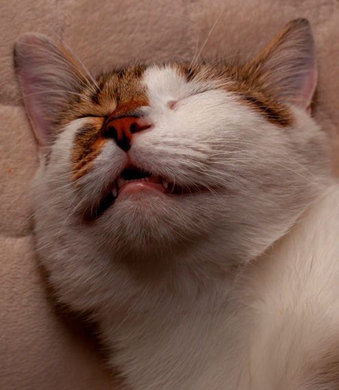  gatos que roncan